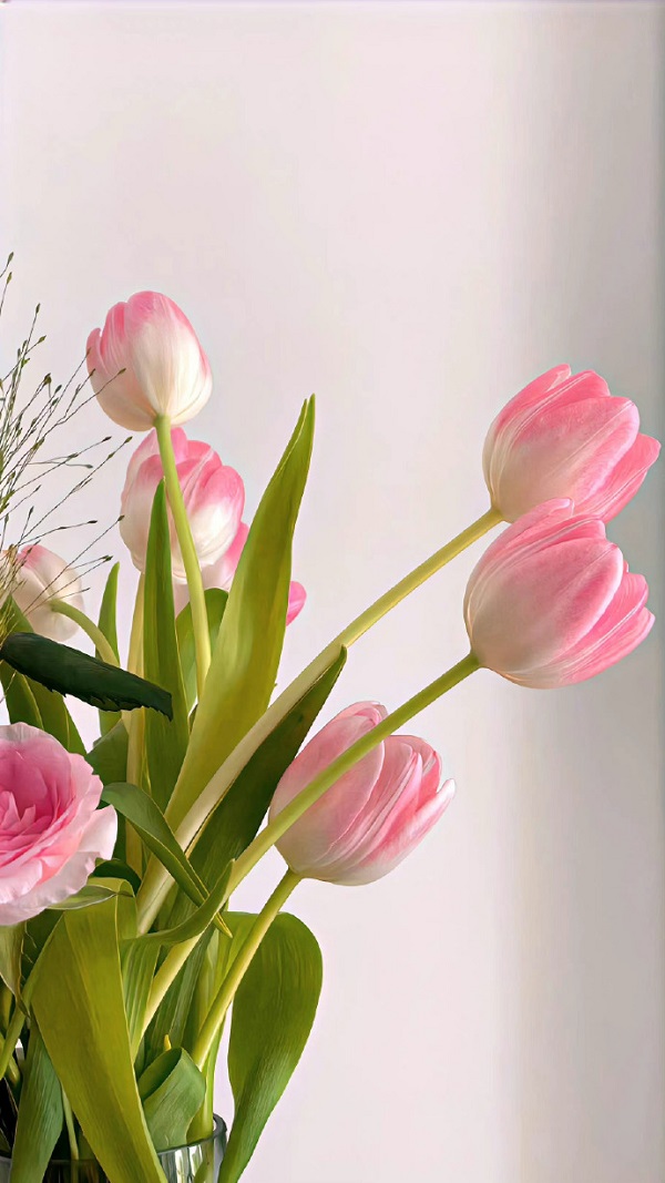 Hình nền hoa tulip cho điện thoại  3