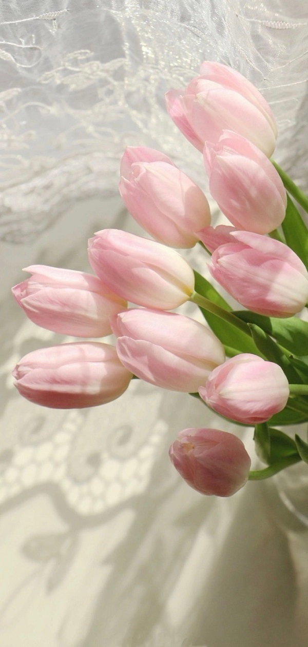 Hình nền hoa tulip cho điện thoại 1