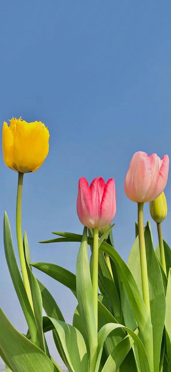 Hình nền hoa tulip đẹp 14