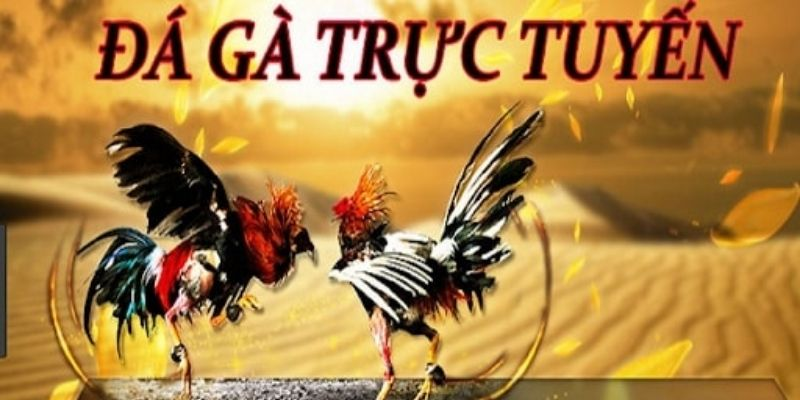 Tìm hiểu về đá gà trực tuyến