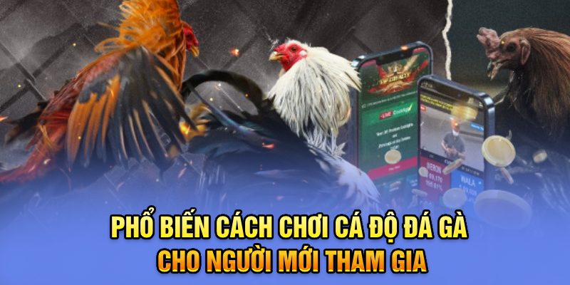 Ảnh: Phổ biến cách chơi cá độ đá gà cho người mới tham gia