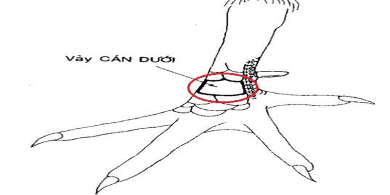 Vảy gà vấn cán dưới cựa