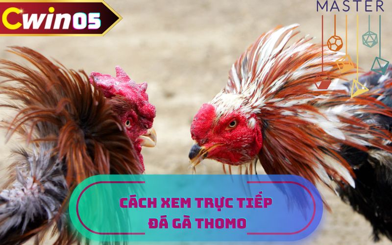 Hướng dẫn xem trực tiếp đà gà Thomo online tại Cwin05