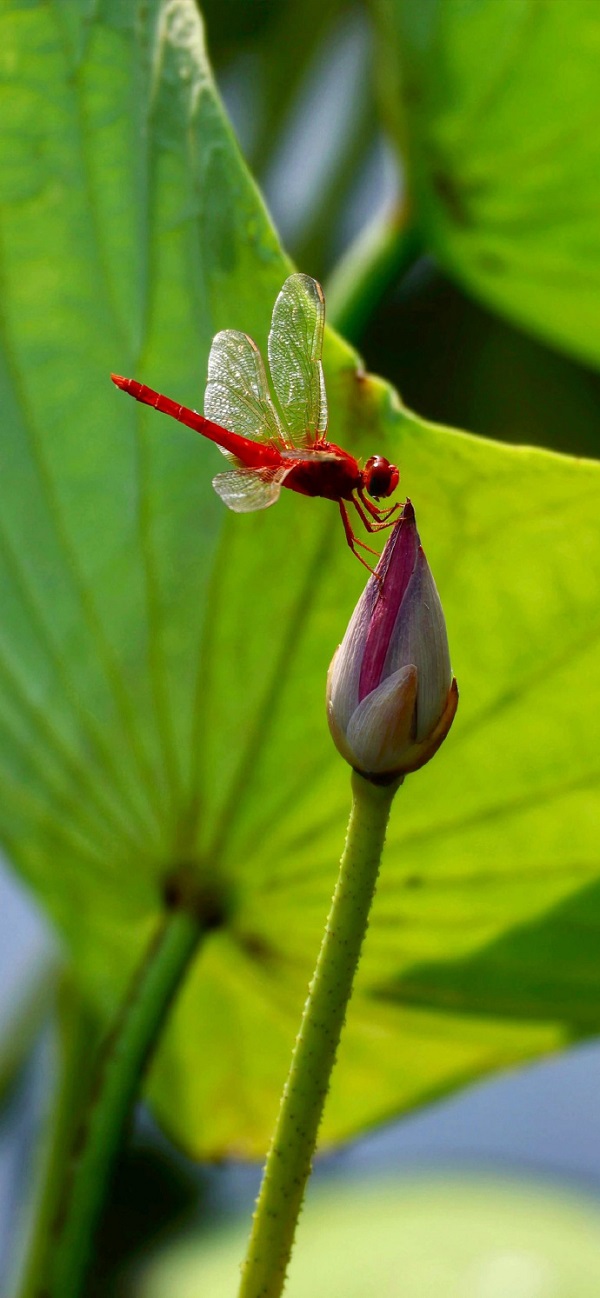 Hình nền chuồn chuồn 13