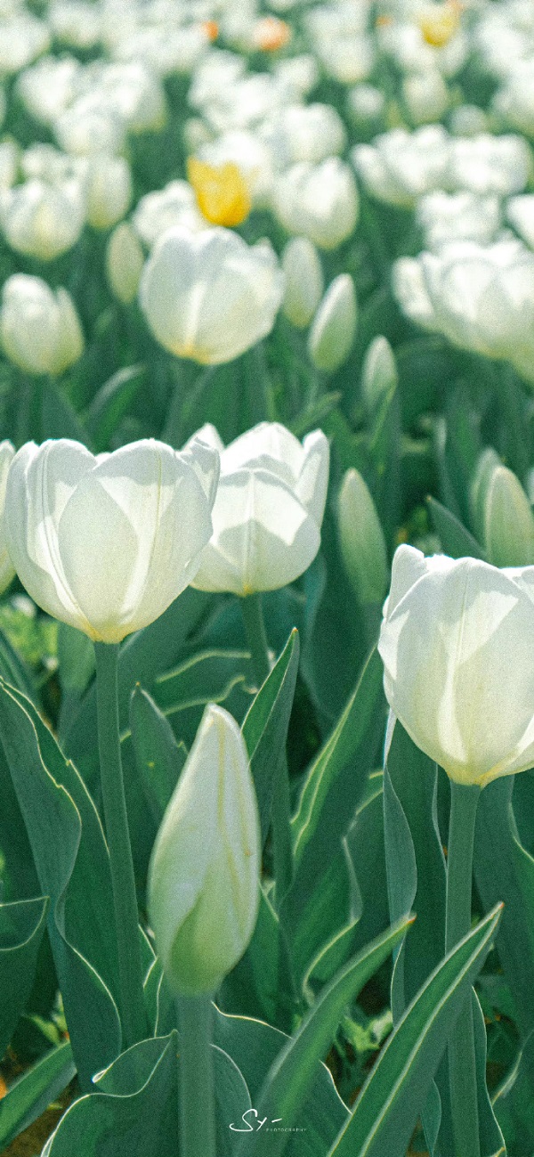 Hình nền hoa tulip màu trắng 15