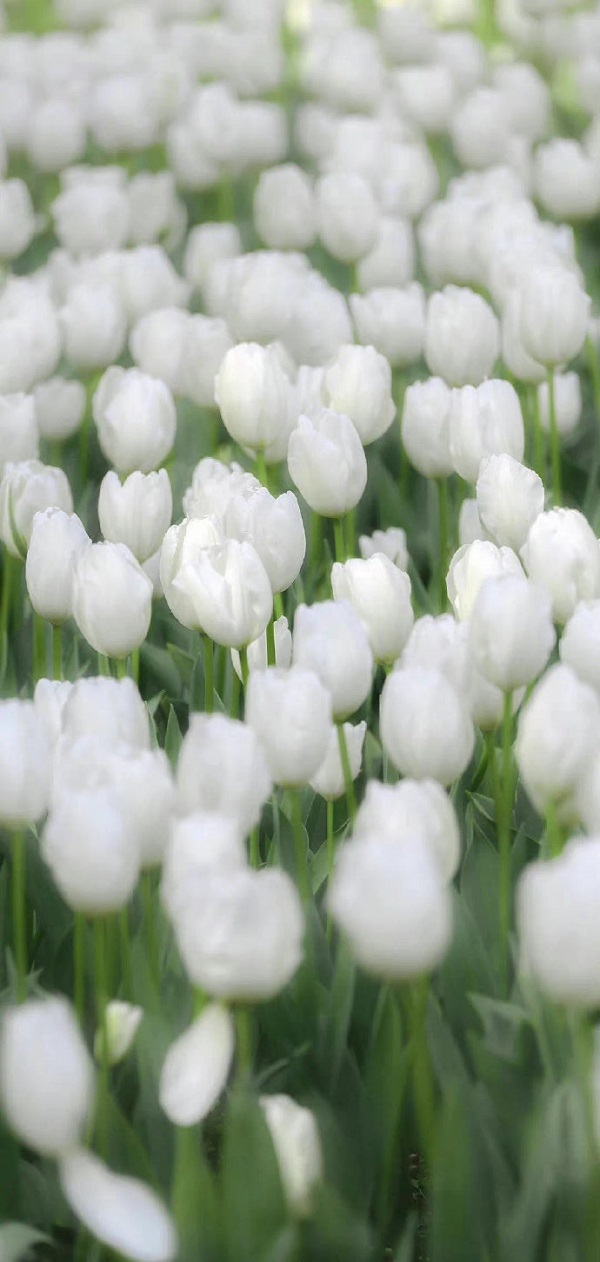 Hình nền hoa tulip màu trắng 25