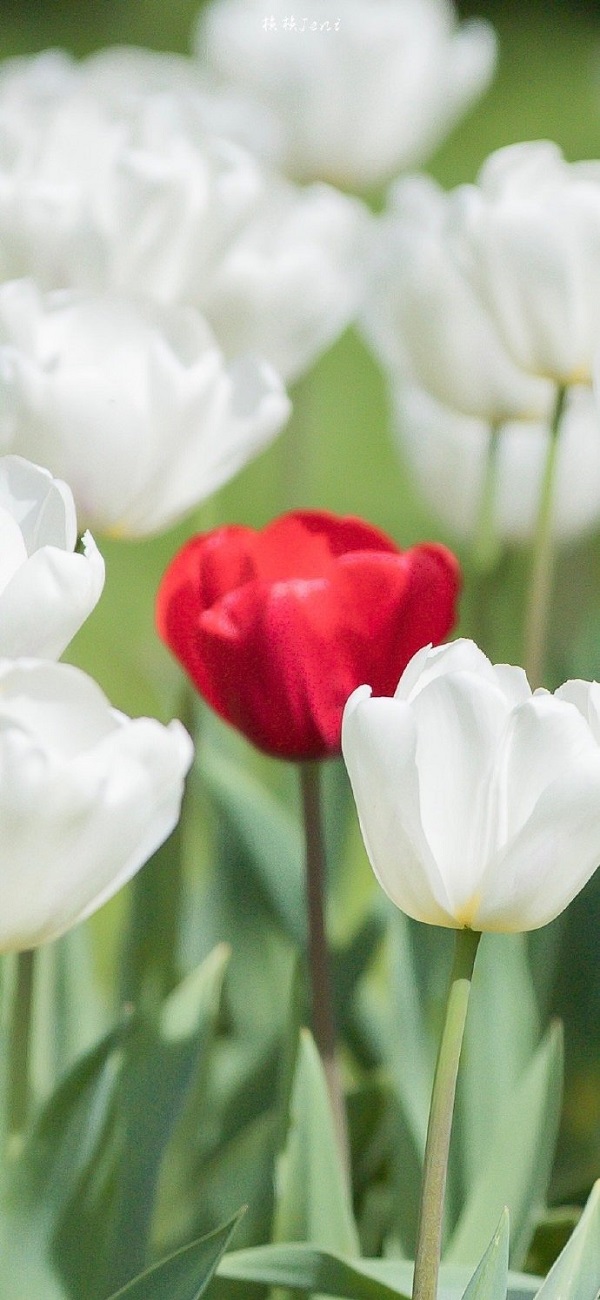 Hình nền hoa tulip màu trắng 27