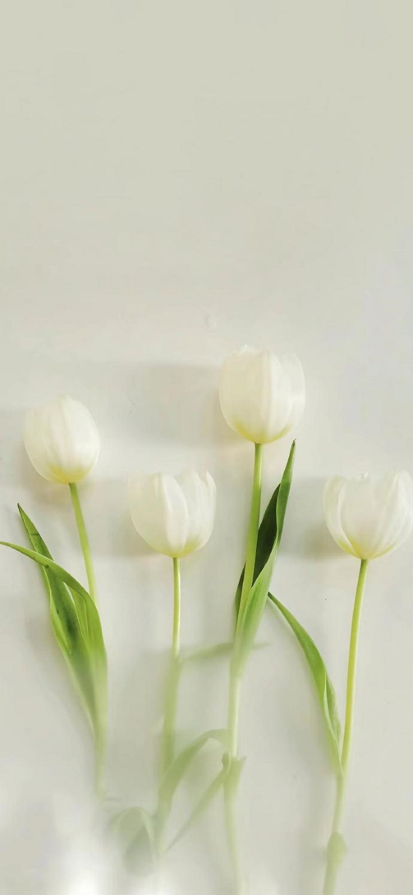 Hình nền hoa tulip màu trắng 2