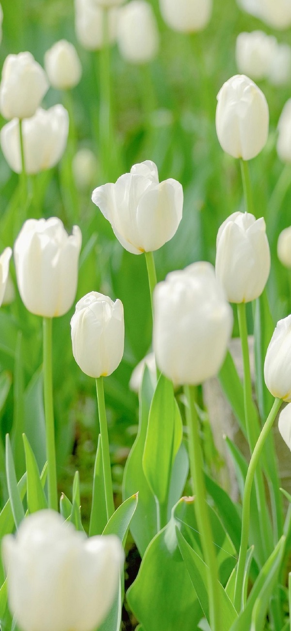 Hình nền hoa tulip màu trắng 5