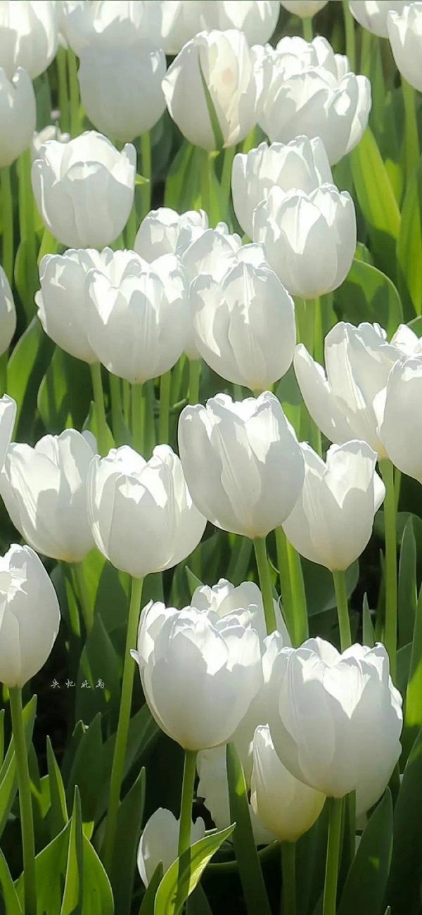 Hình nền hoa tulip màu trắng 7