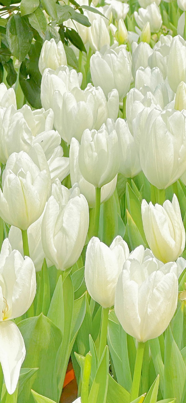 Hình nền hoa tulip màu trắng 11