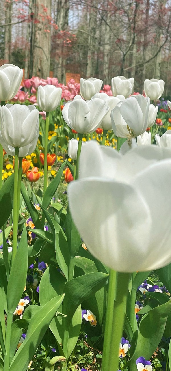 Hình nền hoa tulip màu trắng 1