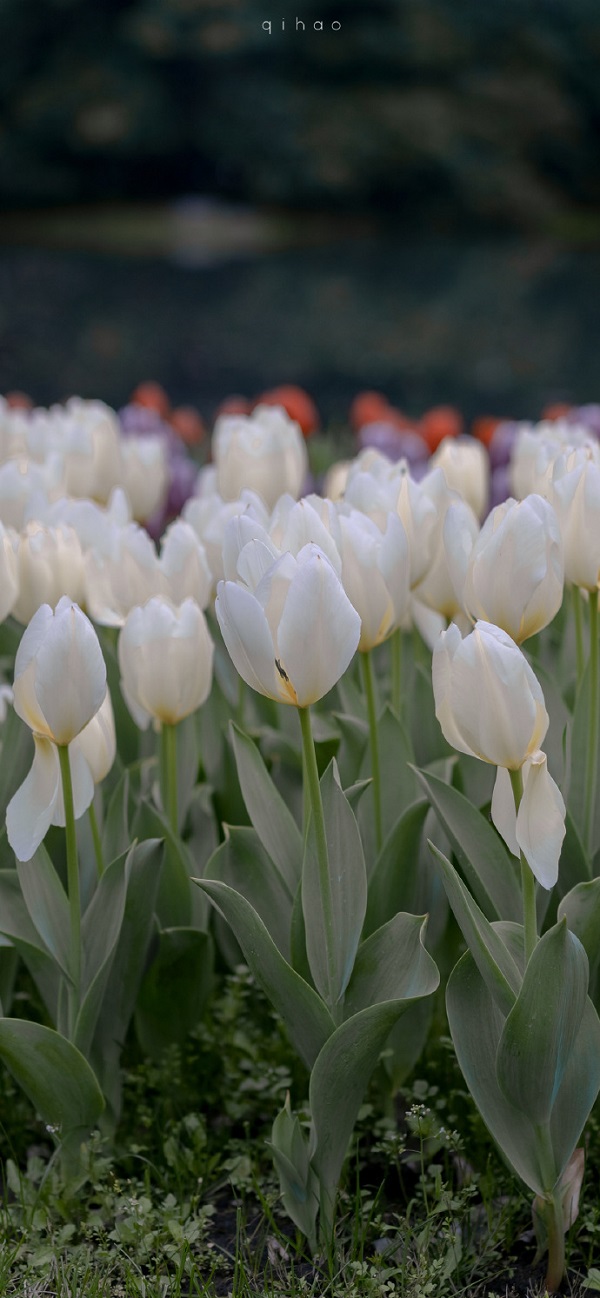 Hình nền hoa tulip màu trắng 17