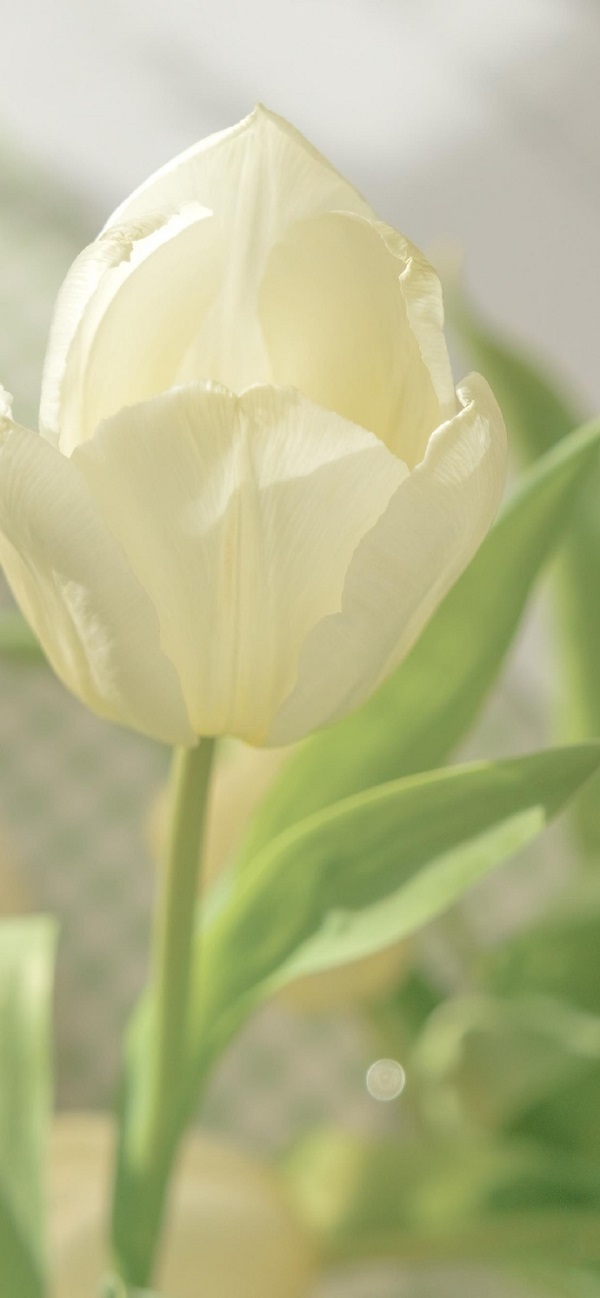 Hình nền hoa tulip màu trắng 23