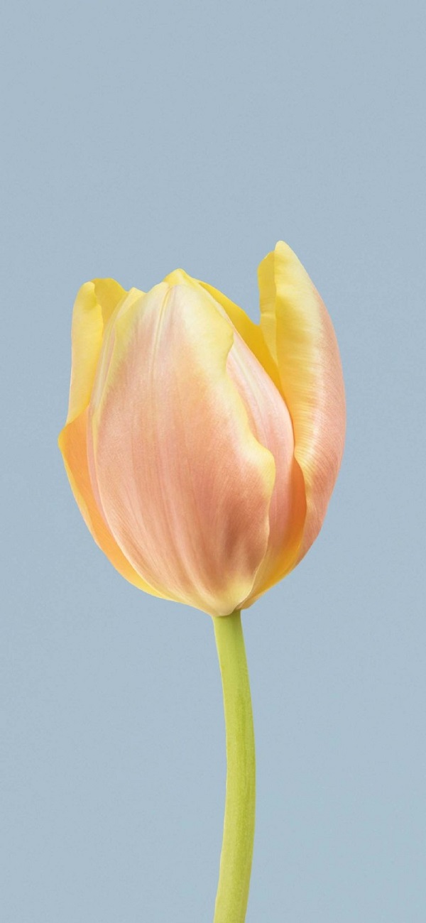 Hình nền hoa tulip chill 9