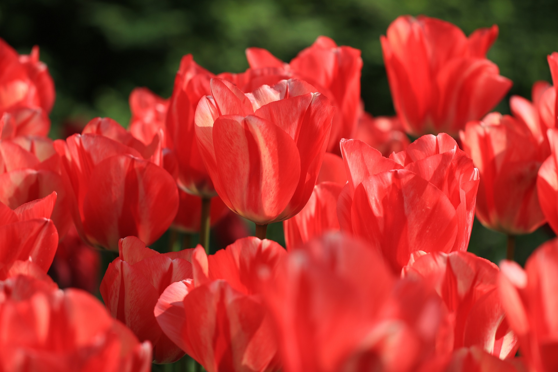 Hình nền máy tính hoa tulip 4K 19