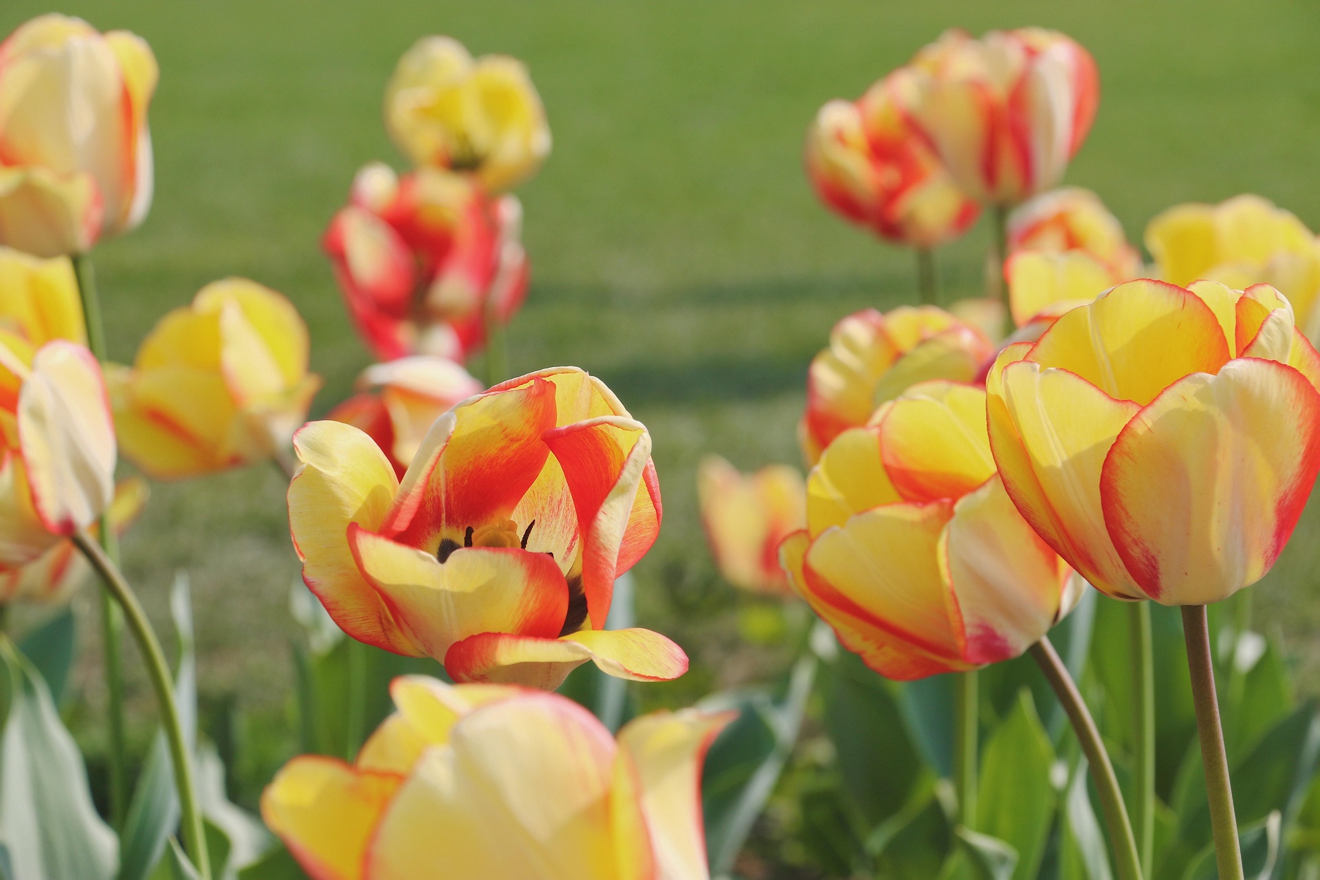 Hình nền máy tính hoa tulip 4K 16