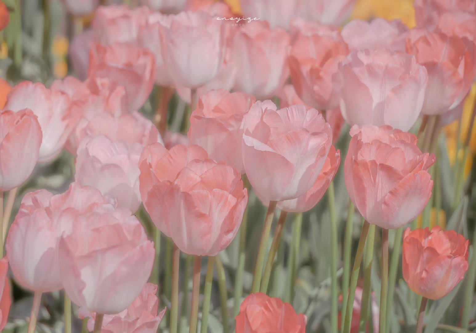 Hình nền máy tính hoa tulip 4K 11