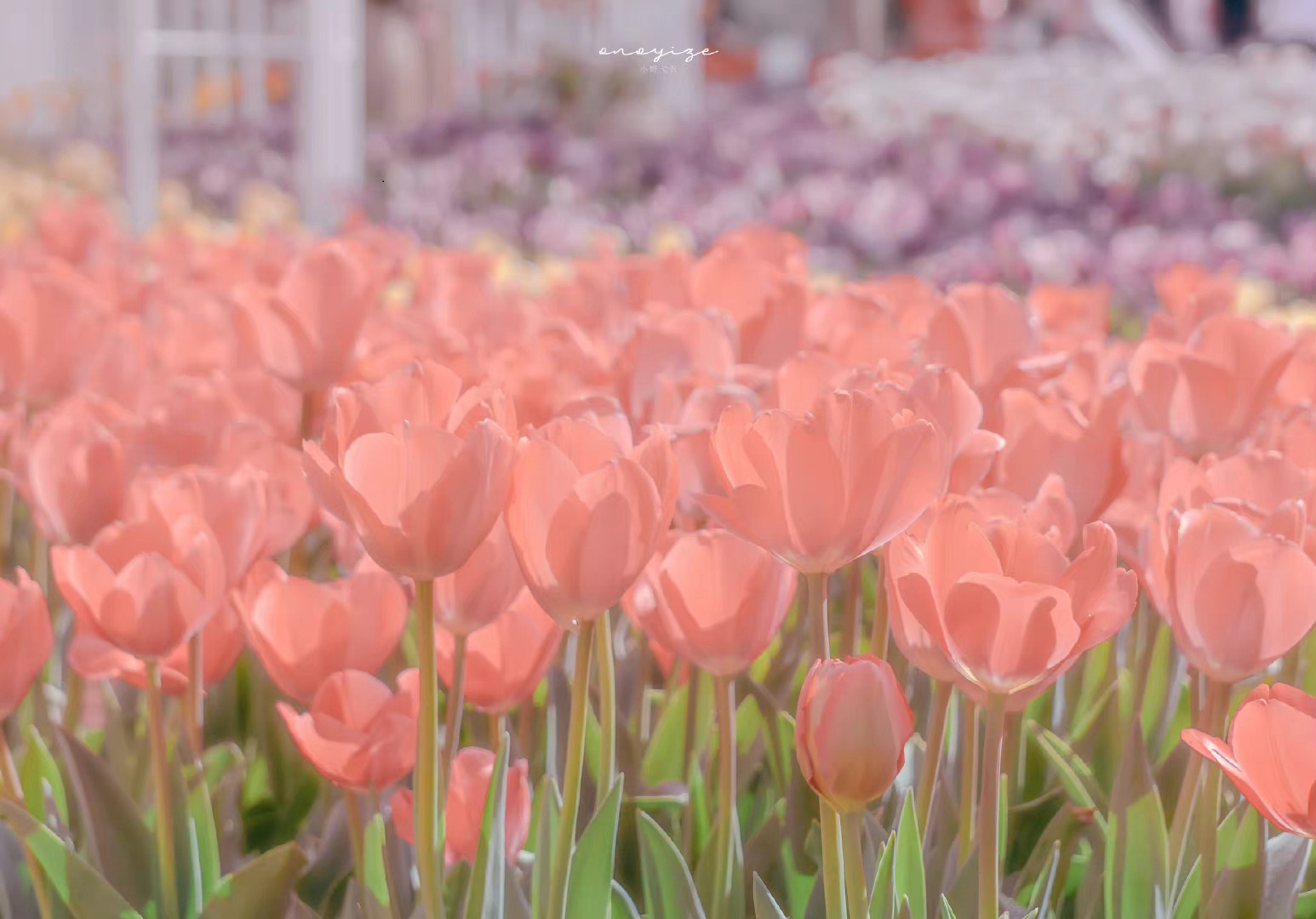 Hình nền máy tính hoa tulip 4K 9