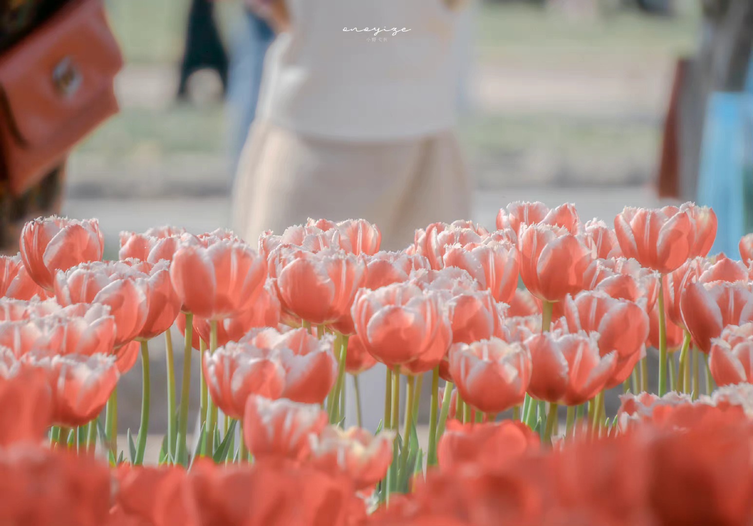 Hình nền máy tính hoa tulip 4K 10