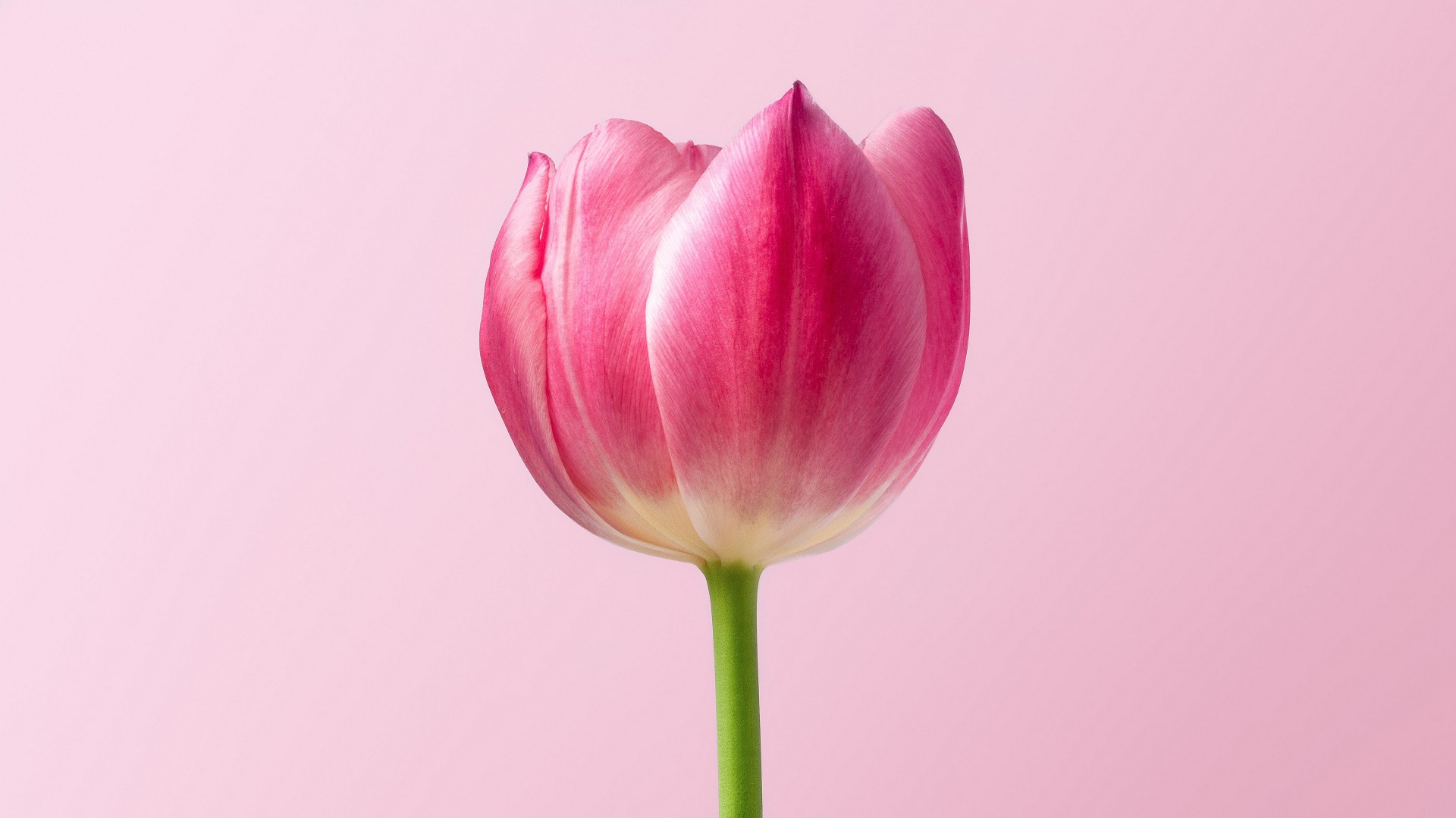 Hình nền hoa tulip đẹp cho máy tính 4K 1