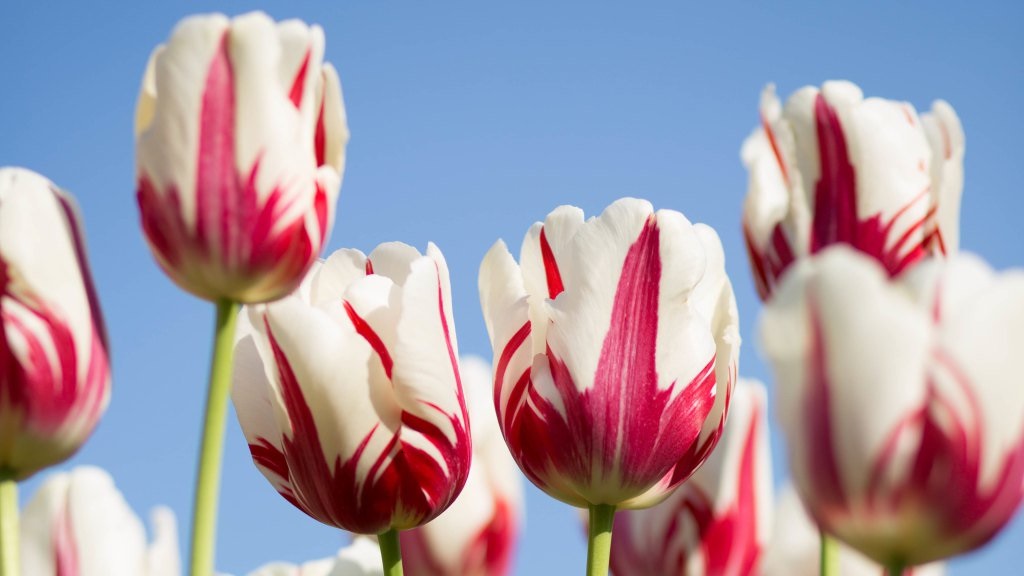 Hình nền hoa tulip màu trắng cho máy tính 4