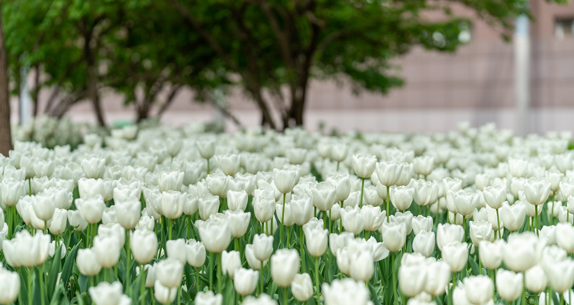 Hình nền hoa tulip màu trắng cho máy tính 7