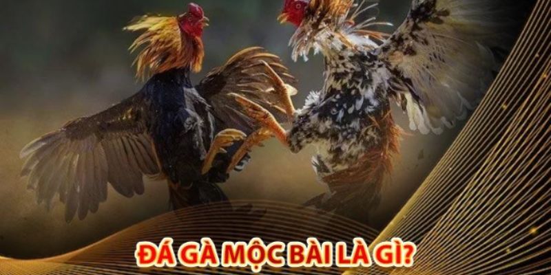 Giới thiệu về trường chọi gà Mộc Bài 