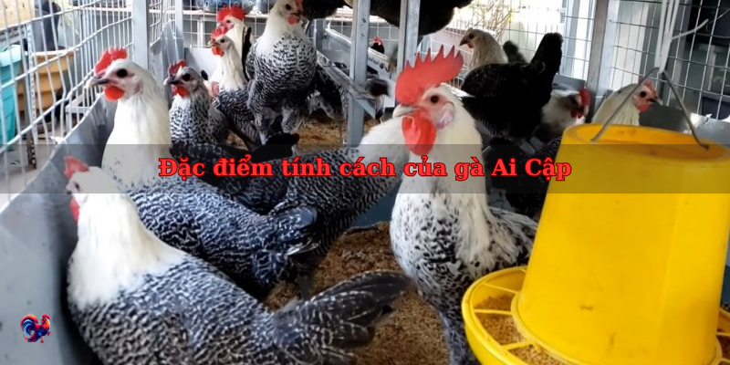 Đặc điểm tính cách của gà Ai Cập