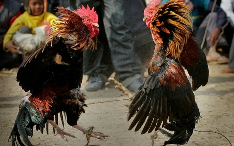 Chiến Thuật Soi Gà Chuẩn Xác Trước Khi Đặt Cược