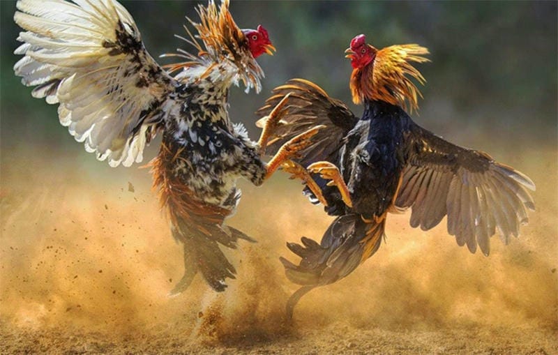 Mẹo và kinh nghiệm chơi đá gà tre hiệu quả