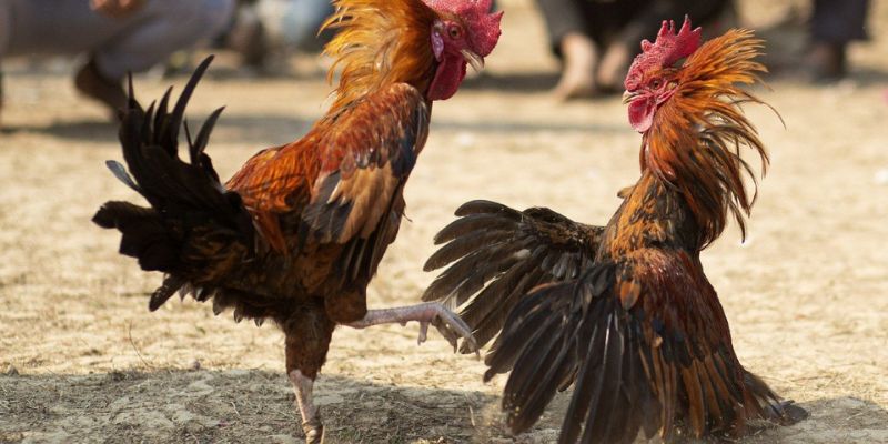 Giới thiệu về sân chơi đá gà WINVN