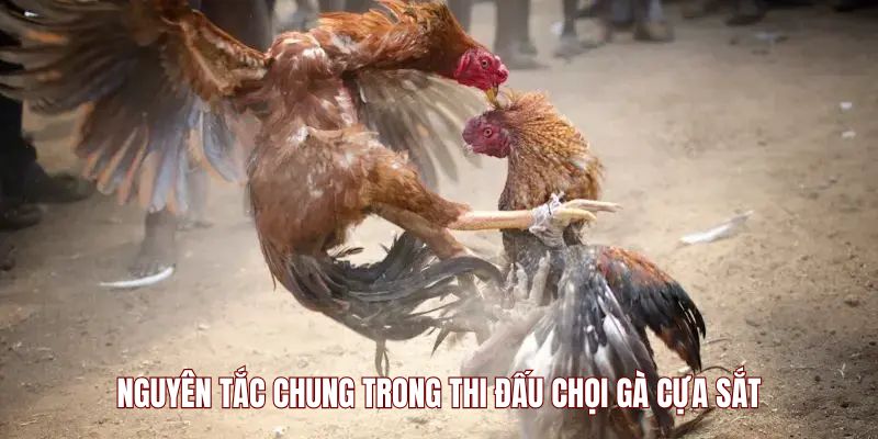 da-ga-cua-sat-nguyen-tac