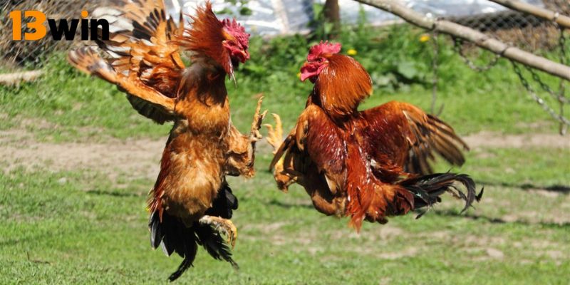 cac-loai-cuoc-loi-cuon-trong-tro-choi