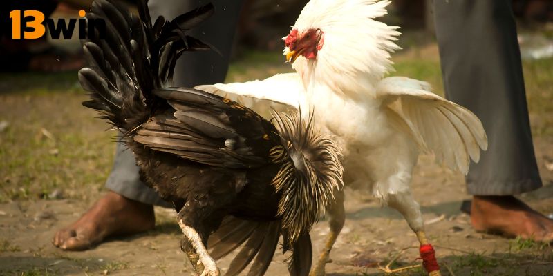 su-phat-trien-cua-van-hoa-da-ga-tre-thomo